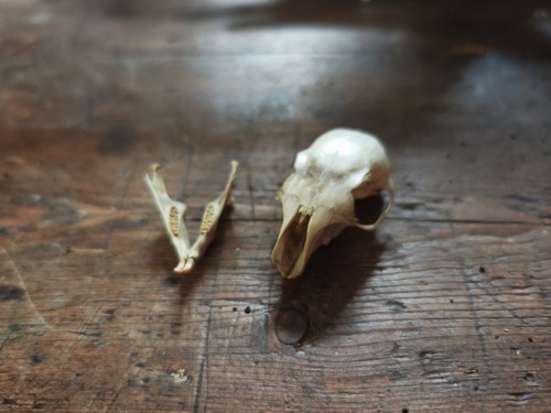 Squirrel skull taxidermy - squirrel,