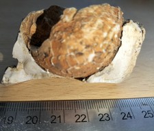 Rare echinoid trapped into - rare,