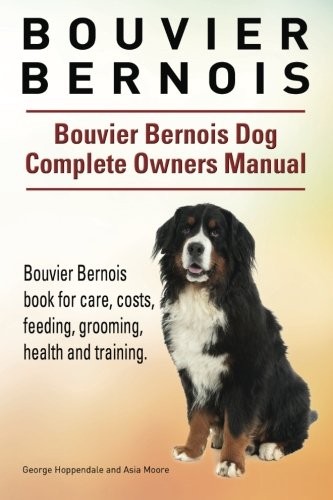 Bouvier bernois - bouvier, bernois.