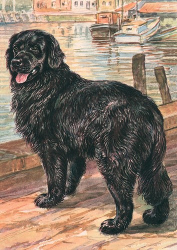 Newfoundland dog greeting - dog,