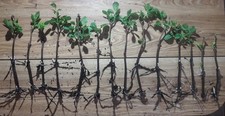 Elderberry Tree Bare Root