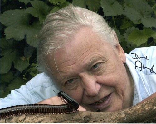 David attenborough writer - david,