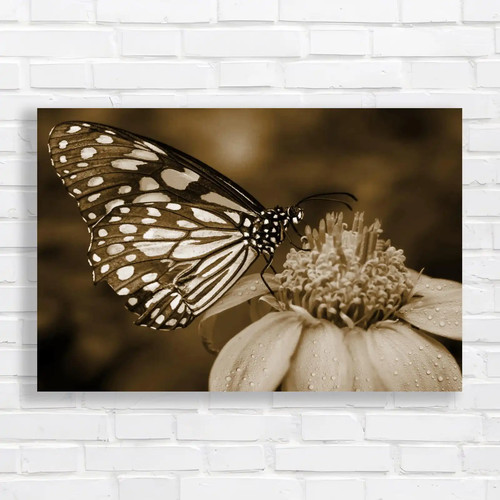 Blue butterfly fly - in, morning