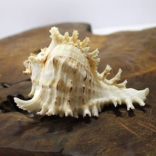 Large Murex white seashell | specimen measuring between 12.5 and 15cm