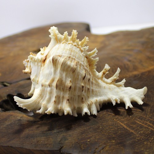 Large murex white - seashell, |