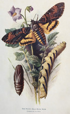 Moth - The Death's Head Hawk