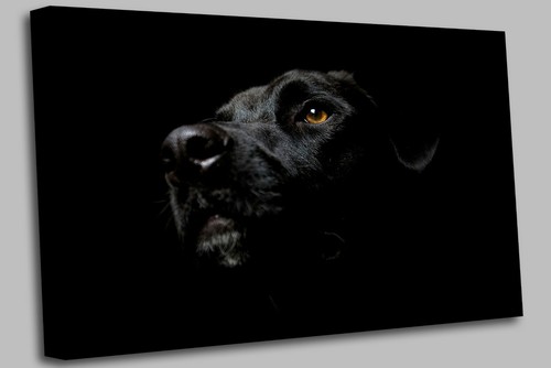 Black labrador face - face,