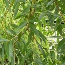 10 Golden Willow 3-4ft,Salix