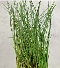 HAIR GRASS (eleocharis Acicularis) AQUARIUM FISH TANK PLANT( aprox 18/25cm tall)