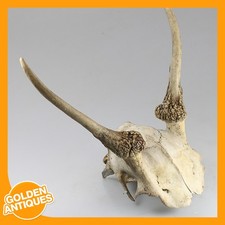 old vintage Deer Stag Roe-deer