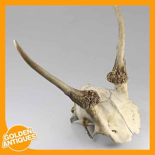 Old vintage deer - old,