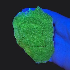 Green Monti Minimum 4” Montipora SPS Coral Frag