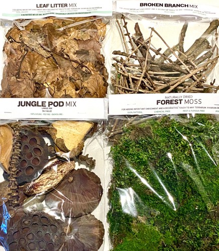 Rainforest leaf litter - rainforest,