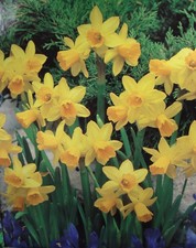 1 25 50 100 250 Tete A Tete Yellow Miniature Daffodil Bulbs Spring Garden