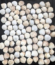 BEAUTIFUL JOB LOT OF 100 NATURAL COCKLE SEA SHELLS MIXED SIZE
