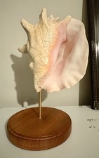 Large Queen Conch sea shell