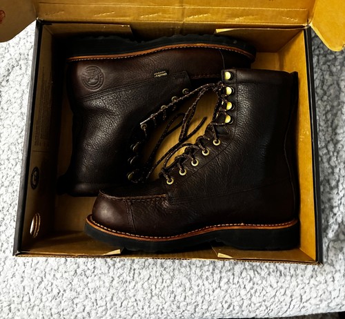 Irish setter red wing - red, wing,