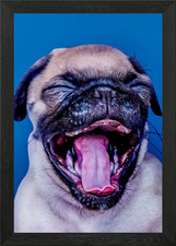 Cute Pug Puppy Framed Wall Art