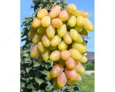 DIKSON Grape Vine -  3