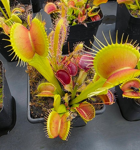 Venus flytrap b52 large - flytrap,