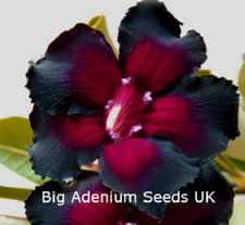 100 x Adenium Obesum, Double