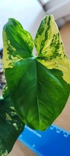Syngonium Aurea Houseplant  Good variegation 22cm  small plant Rare