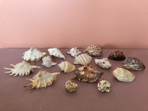 Assortment tiger sea - of,