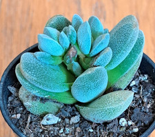 Crassula tecta - rare