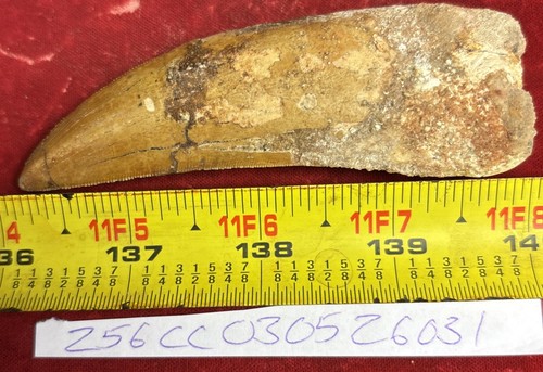 Rare carcharodontosaurus - rare,