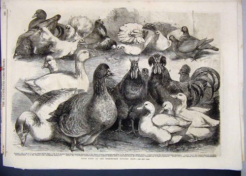 Original old antique - antique, print