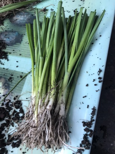 Leek plants bare - leek, 25