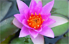 Laydekeri Lilacea water lily -