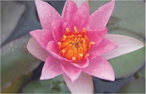 Laydekeri lilacea water lily - lilacea,
