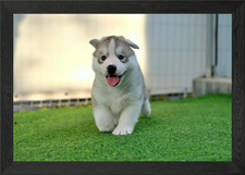 Husky puppy Framed Wall Art