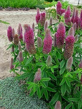 6 x PLUG PLANTS TRIFOLIUM RUBENS RED FEATHERS CLOVER PERENNIAL PATIO /BORDERS