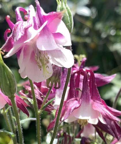 Aquilegia seeds raspberry - 25,