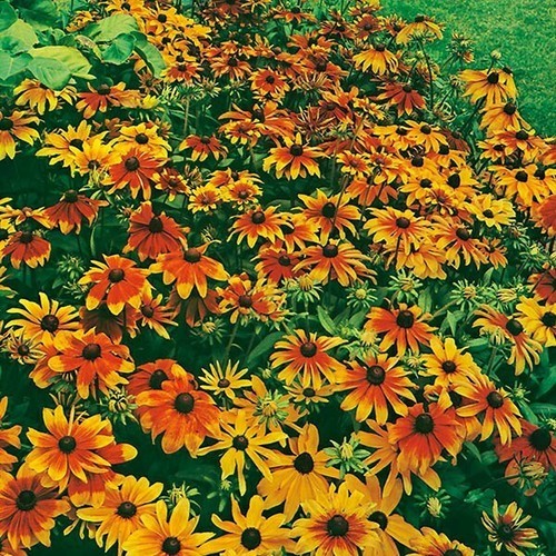 Rudbeckia rustic dwarfs - rustic,