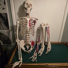 Lifesize Anatomical Skeleton