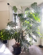 Big Monstera Deliciosa –