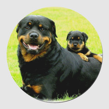 Rottweiler puppy mom dog LUCKY