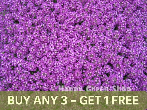 Alyssum royal carpet 1600 - alyssum,