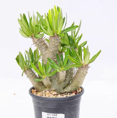 Rare pot 12cm pachypodium - pot,