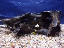 Large driftwood x47 x18 - xx-large, 12"x47"x18"