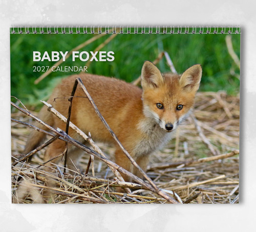 Baby foxes calendar - baby,