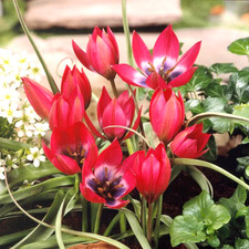 25 Little Beauty Dwarf Tulip