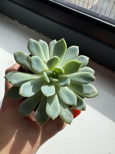 Echeveria succulents - echeveria,