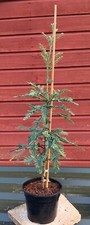 Sequoia sempervirens Woodside Blue - grafted  in 3L pot bonsai subject