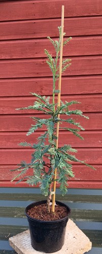 Sequoia sempervirens woodside - sequoia,
