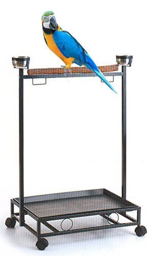 Large parrot bird play wood - parrot,