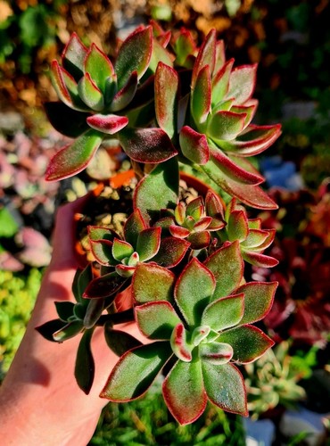 Echeveria red devotion - red,